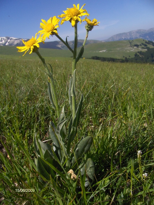 Senecio provincialis